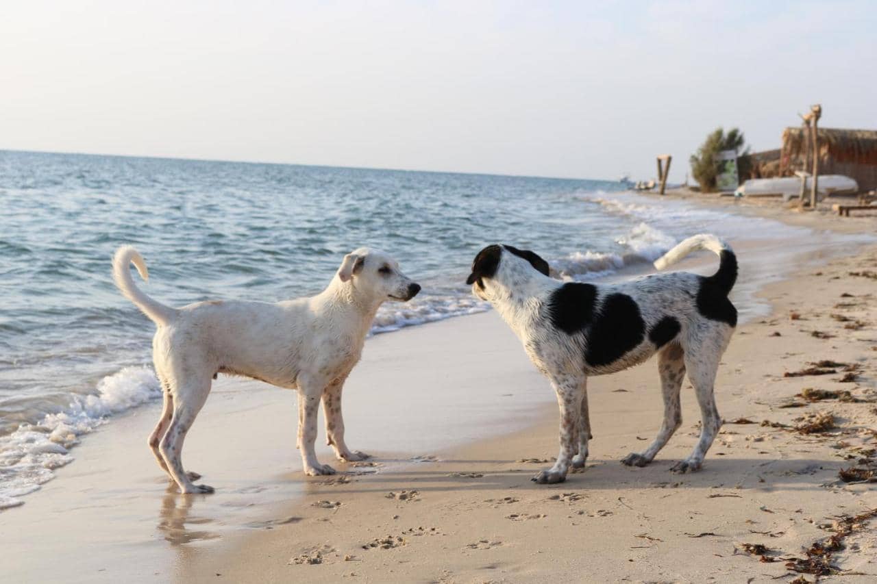 Yasmina Beach — 2