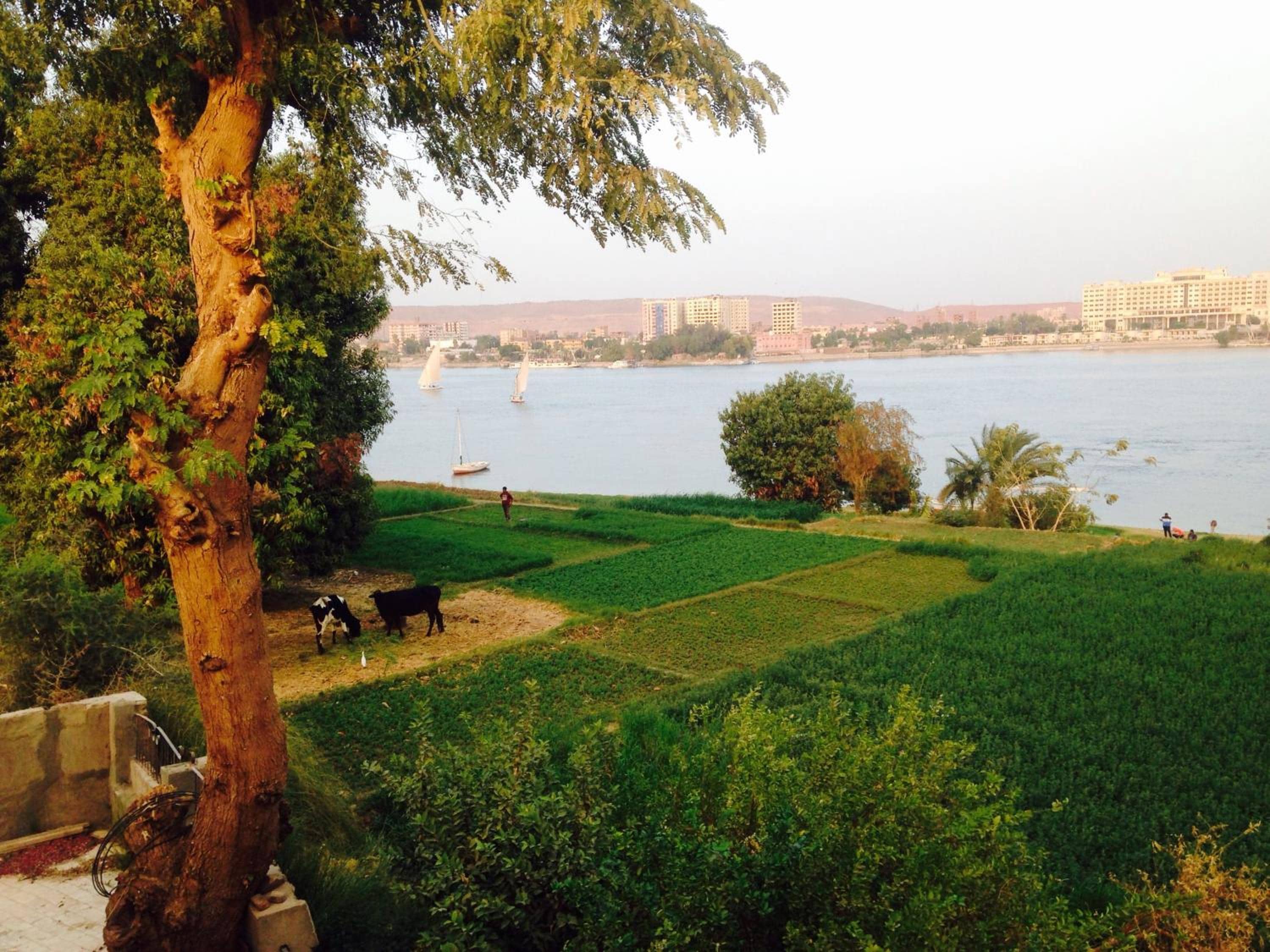 Nubian Holiday House Aswan — 5