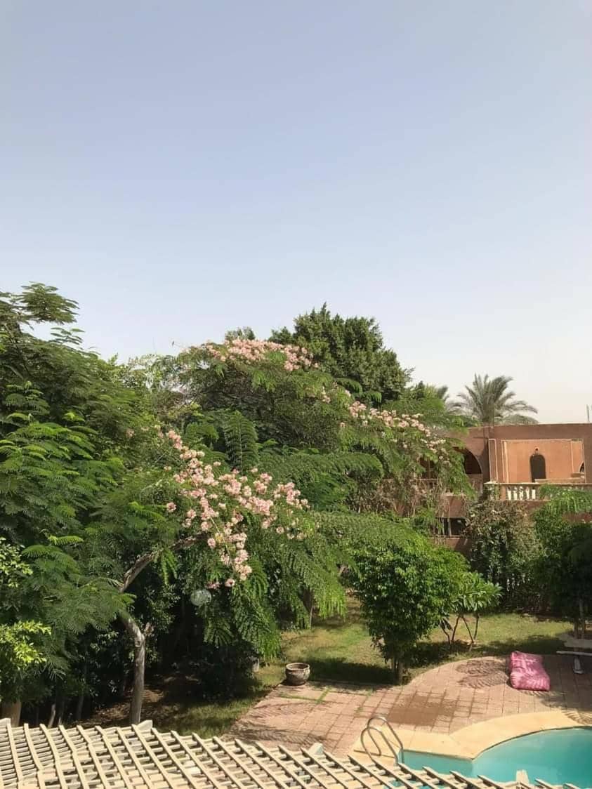 Villa by the Pyramids — 5