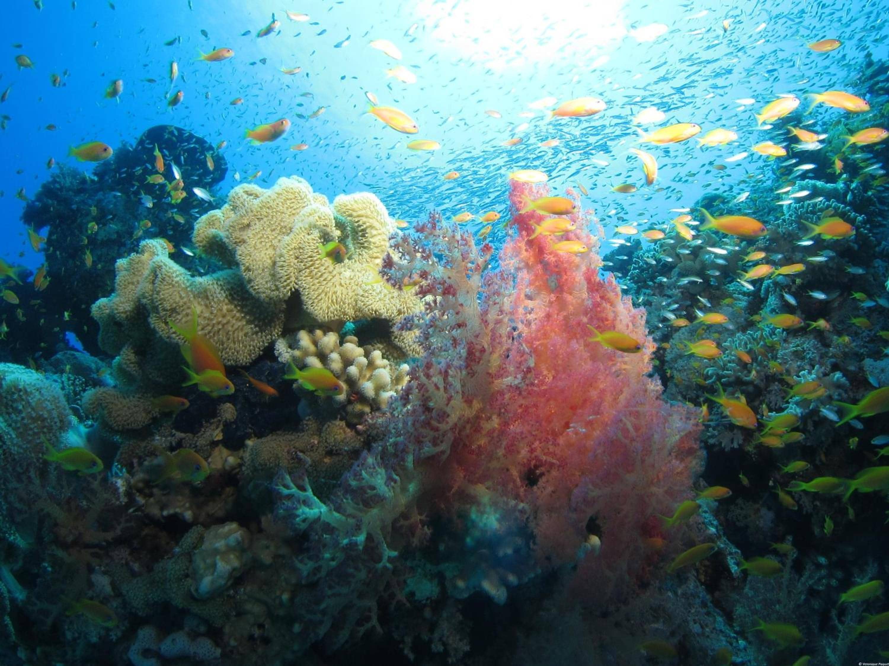 Fanadir Hotel El Gouna — 5