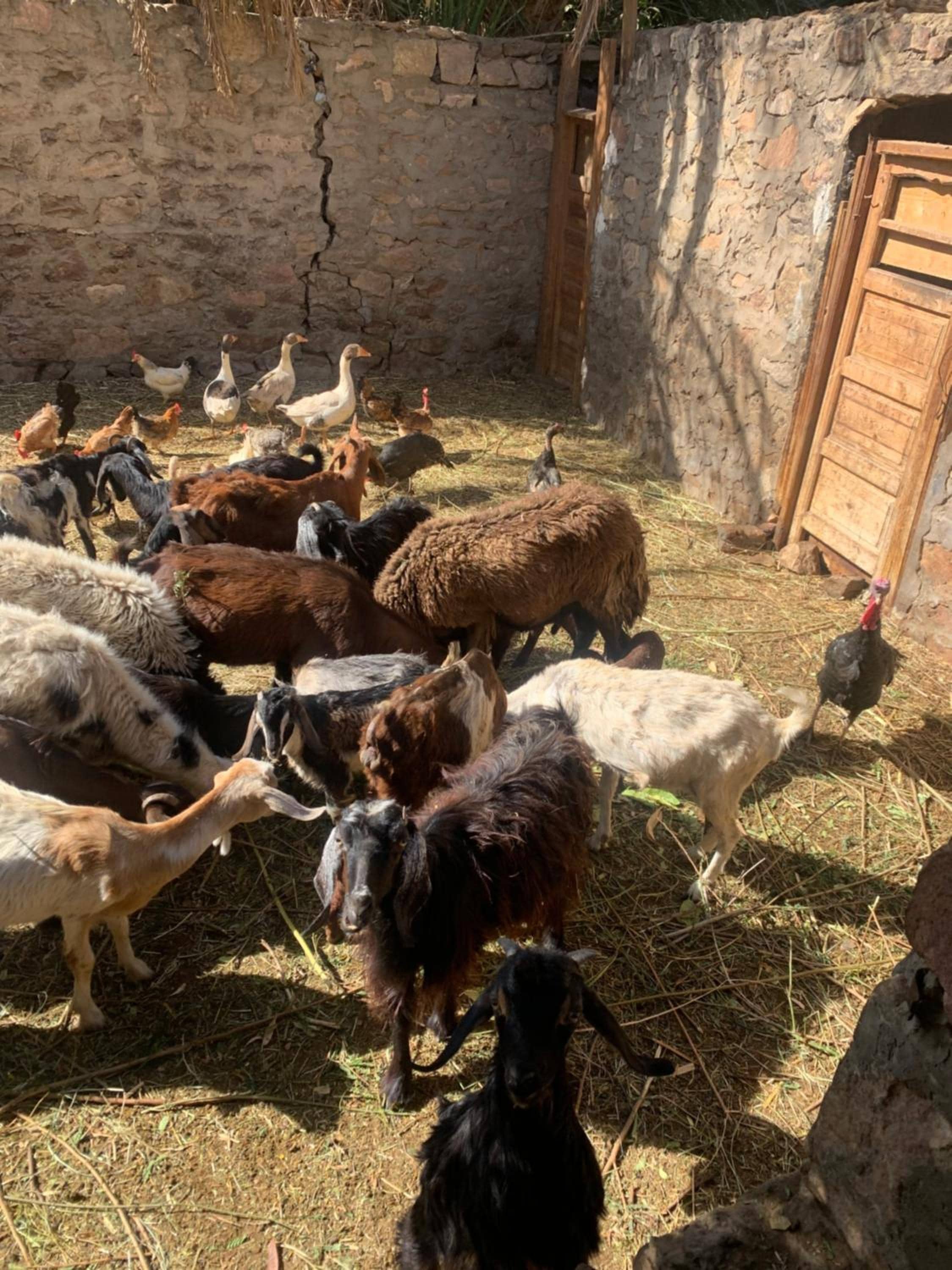 Nubian Farm Aswan — 3