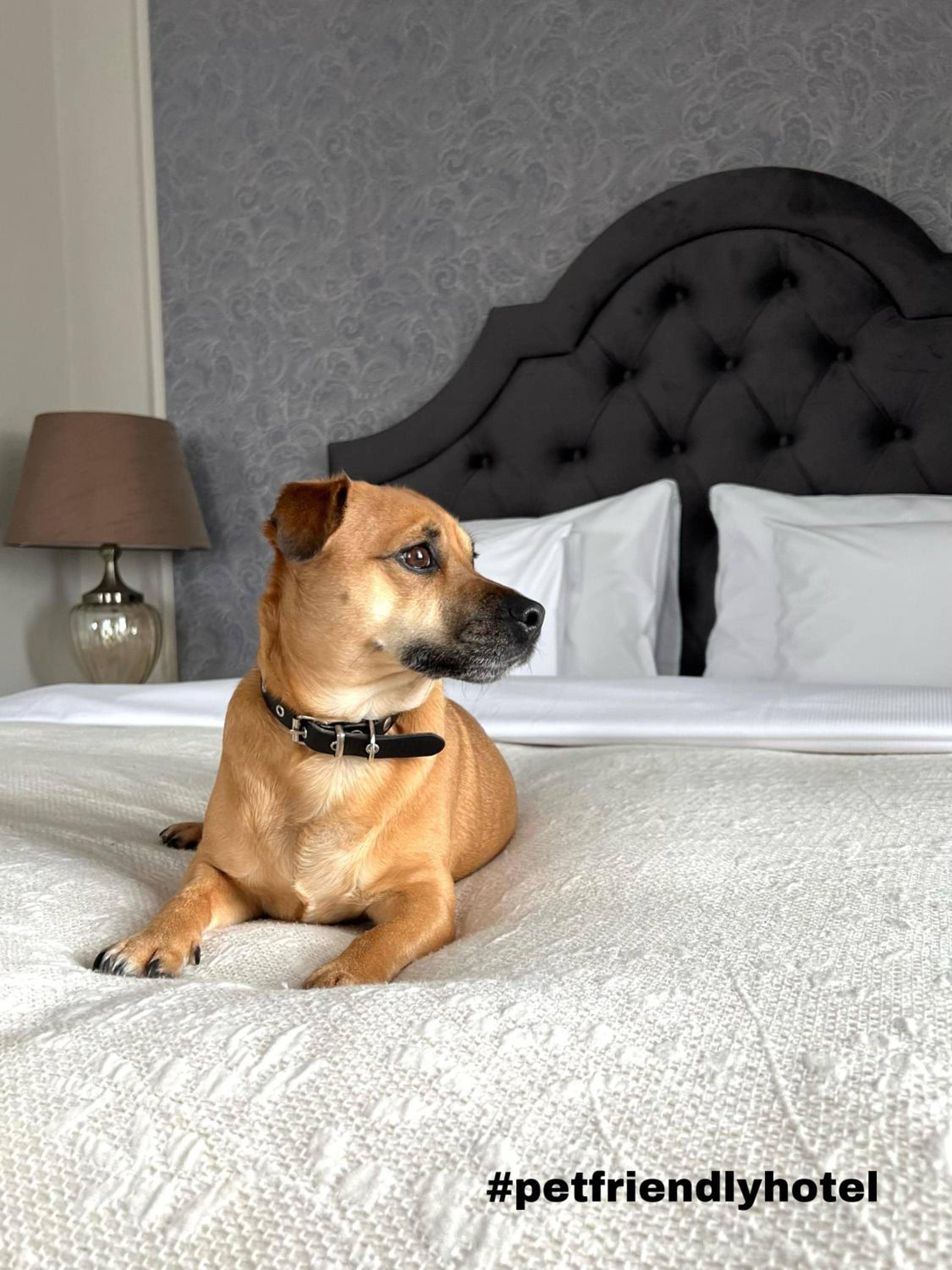 Aparthotel Amella — 2