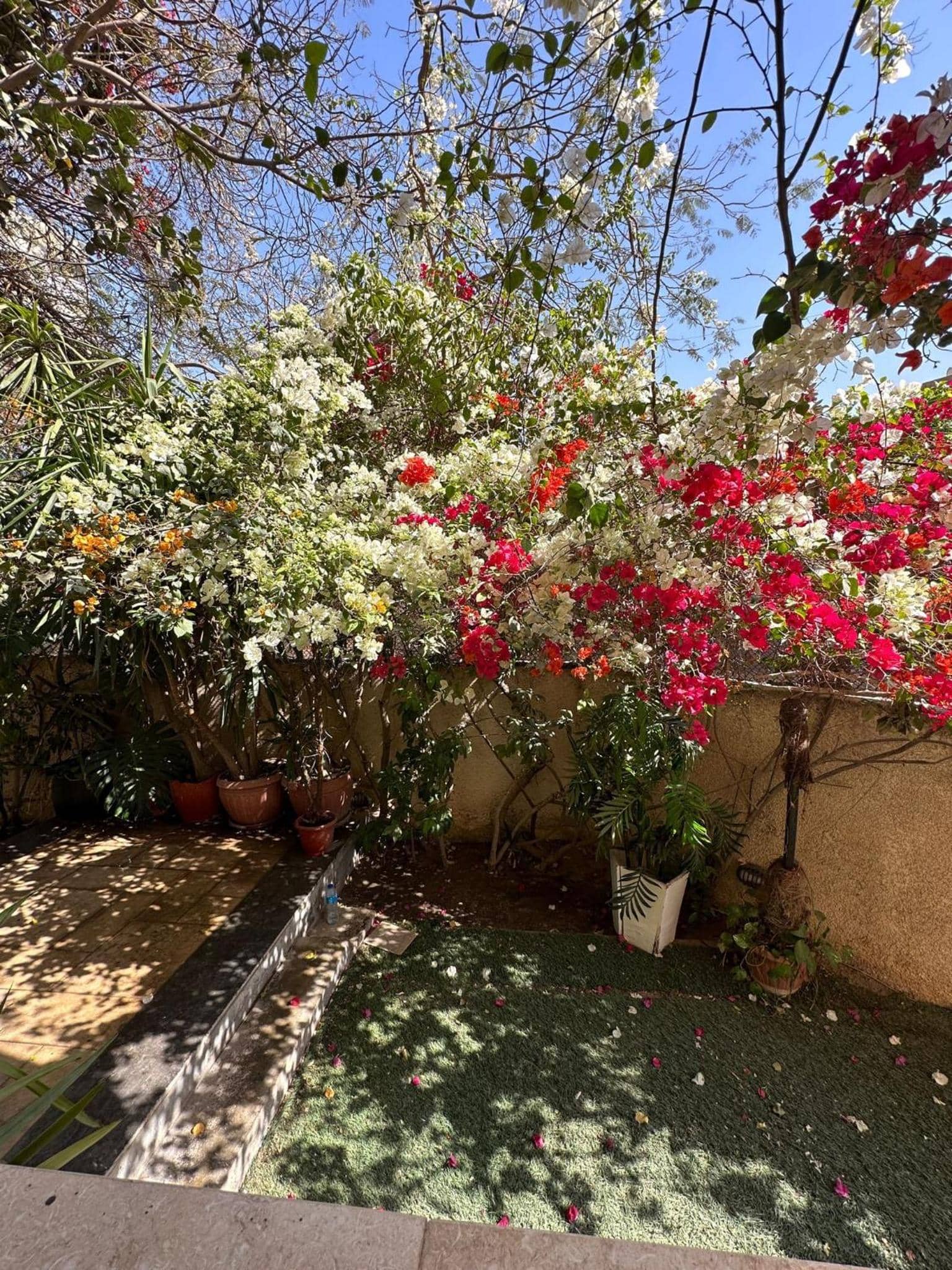 Heliopolis Gardens — 2