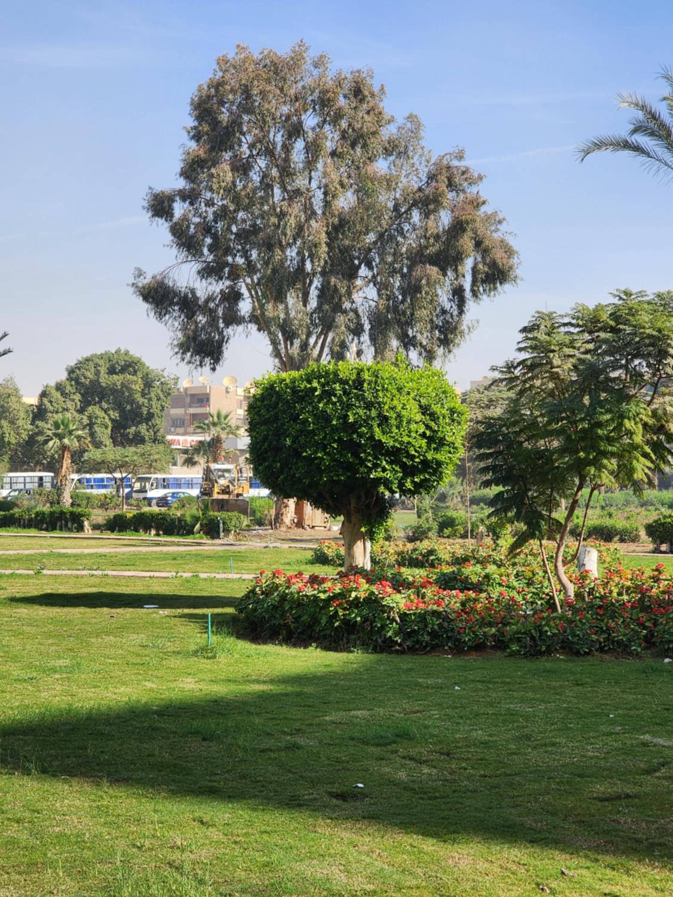 Maadi Oasis — 4