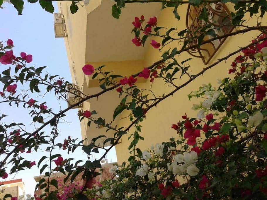 Desert Rose Apartment — 2