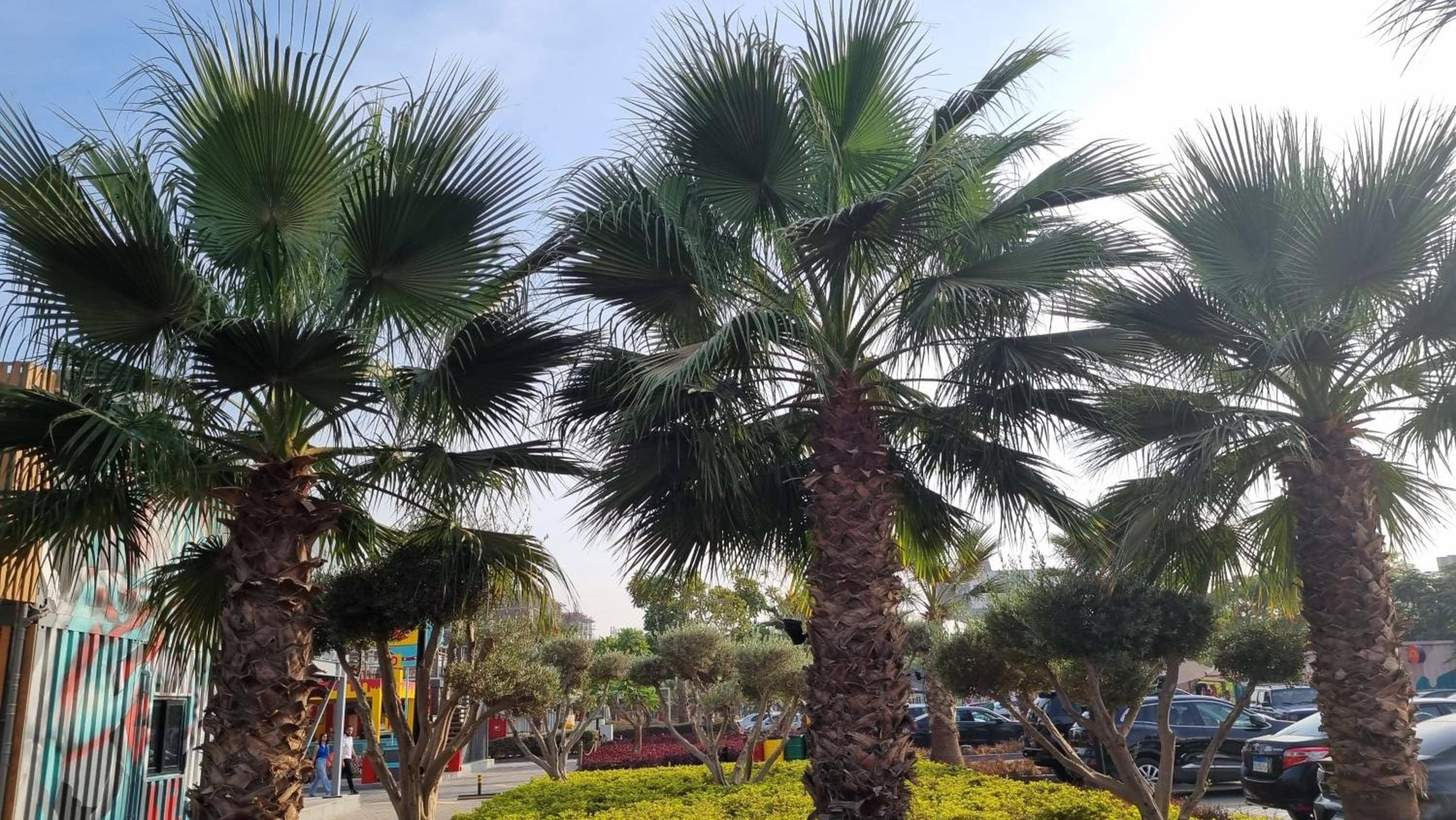 20 Min Cairo-Airport Newcairo Villa Apt basement2 — 4
