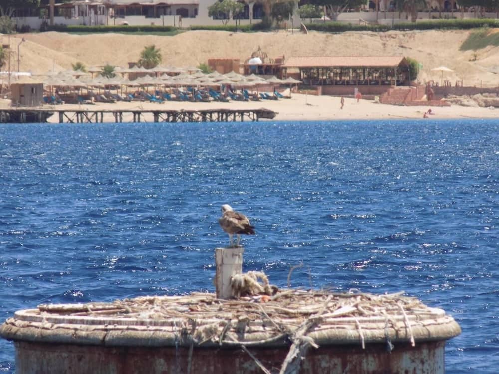 Jewel Sharm El Sheikh Hotel — 5
